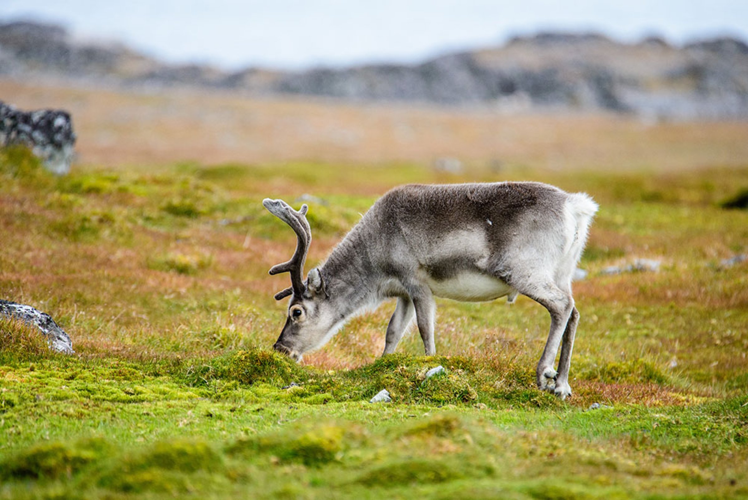 Etter et sykdomsutbrudd blant tamrein i Nordland er det konkludert med mulig kobberforgiftning. Illustrasjonsfoto: Colourbox