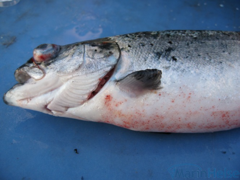 Død fisk med utstikkende øyne