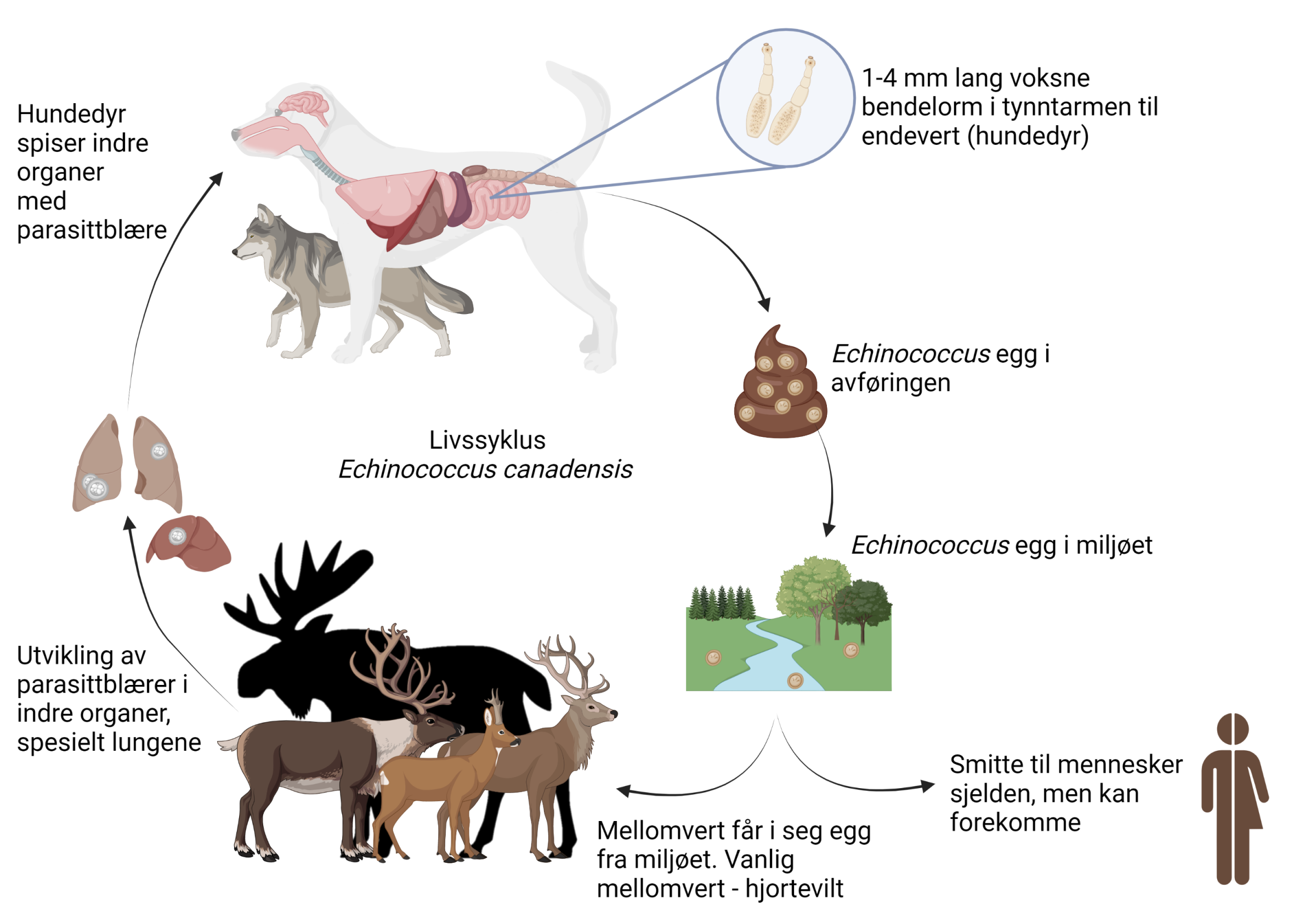 Figur 1. Livssyklus Echinococcus canadensis. Figuren er laget av Rebecca Davidson med BioRender.com og med Moose clipart #11870 fra clipart-finder.com